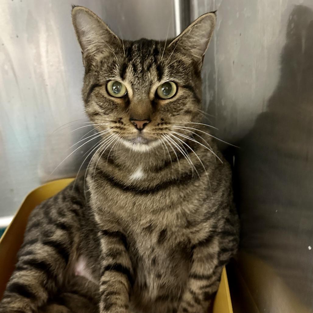 Enlarge Honeydew, a Adoptable Domestic Short Hair in Middleburg Heights , OH image 2/5