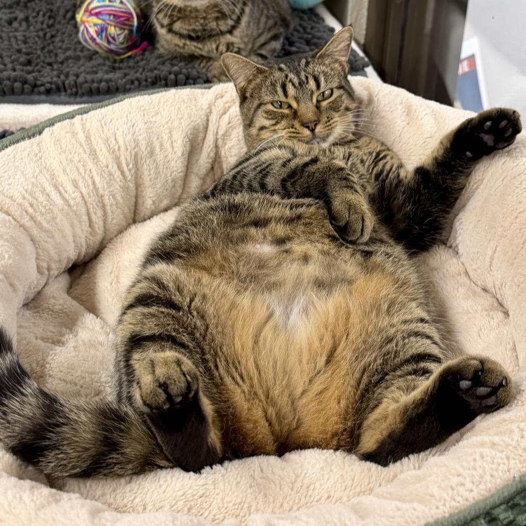 Enlarge Honeydew, a Adoptable Domestic Short Hair in Middleburg Heights , OH image 1/6