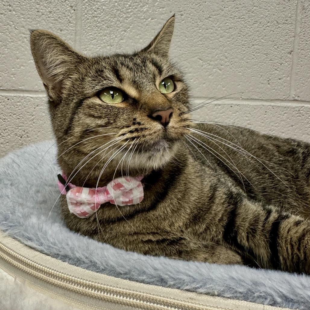 Enlarge Honeydew, a Adoptable Domestic Short Hair in Middleburg Heights , OH image 3/5