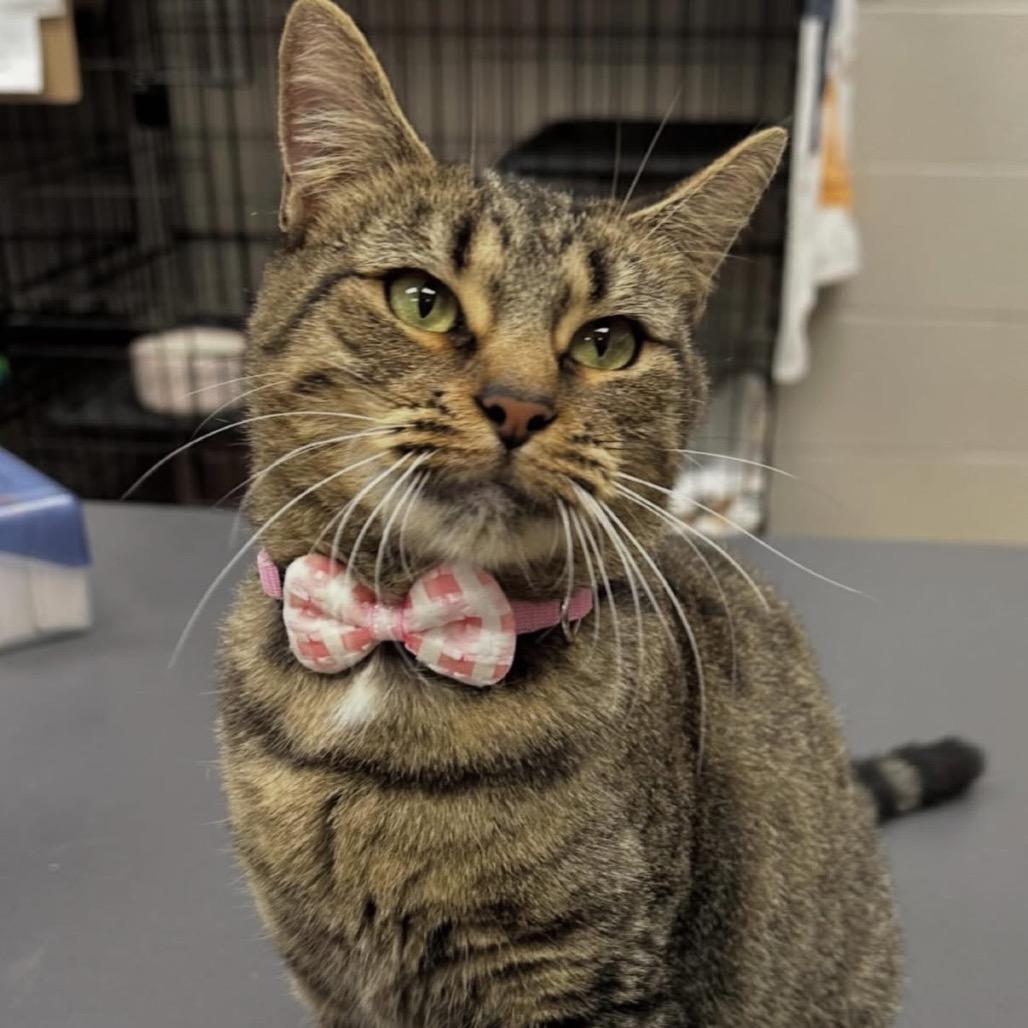 Enlarge Honeydew, a Adoptable Domestic Short Hair in Middleburg Heights , OH image 4/6