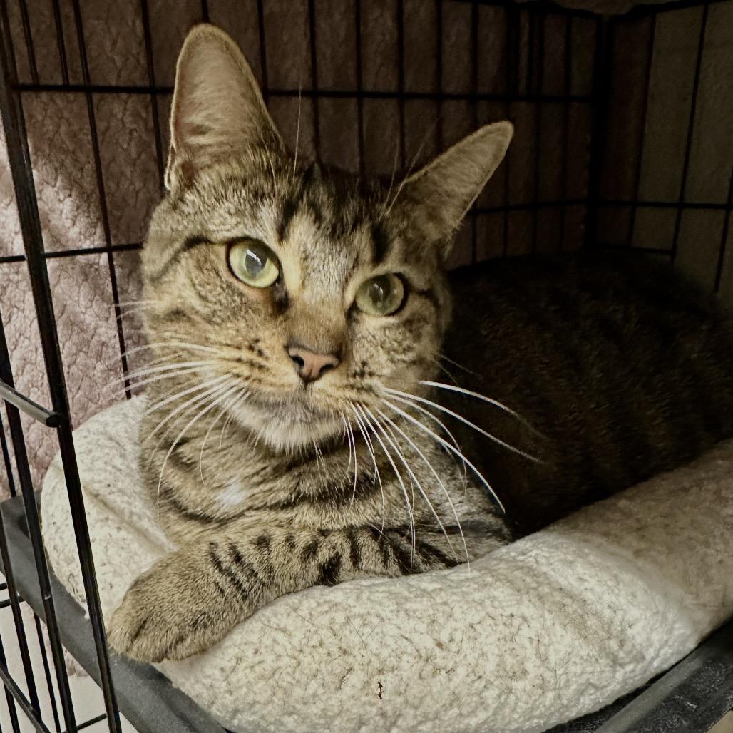 Enlarge Honeydew, a Adoptable Domestic Short Hair in Middleburg Heights , OH image 4/5