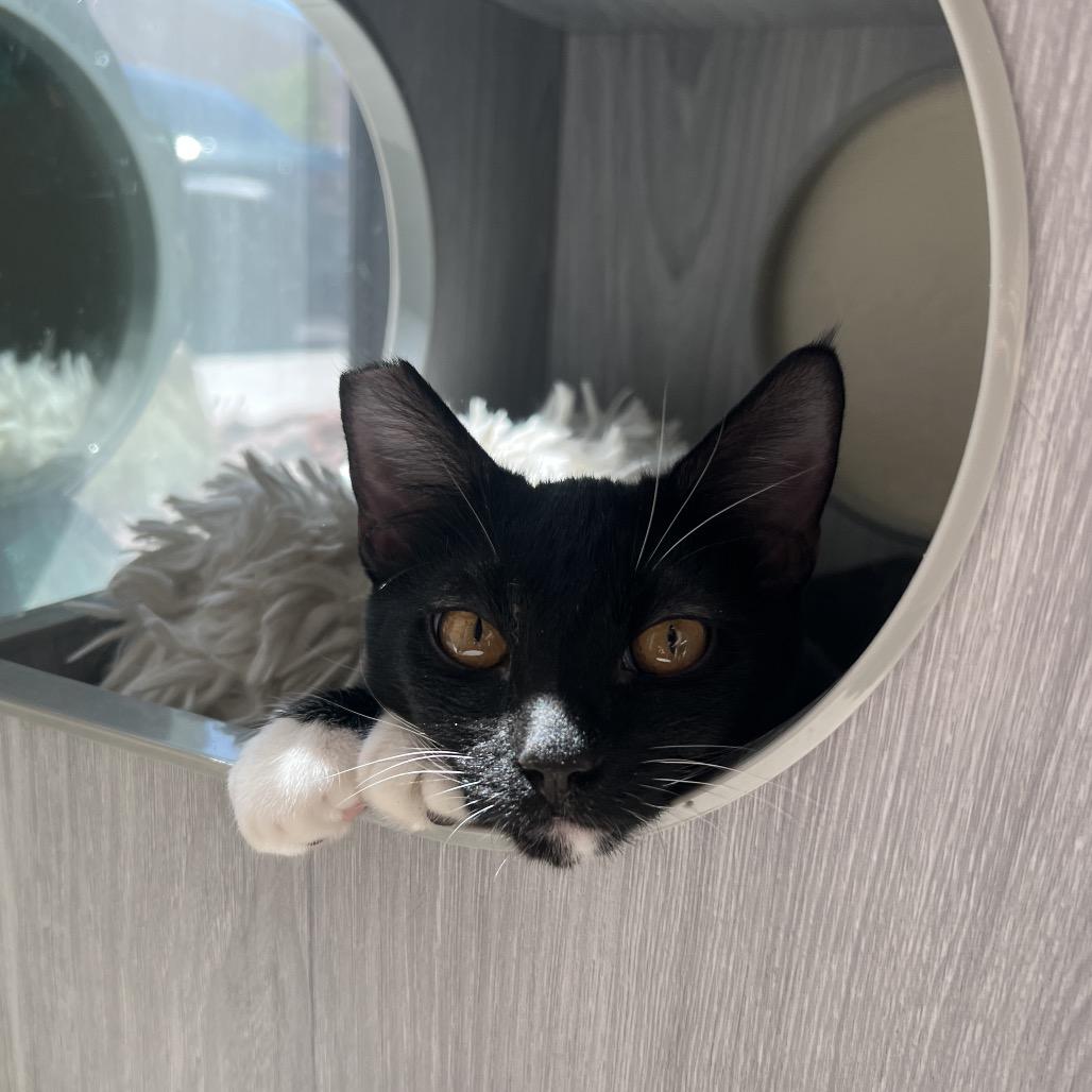 Astrid, Adoptable, Young Female Domestic Short Hair.