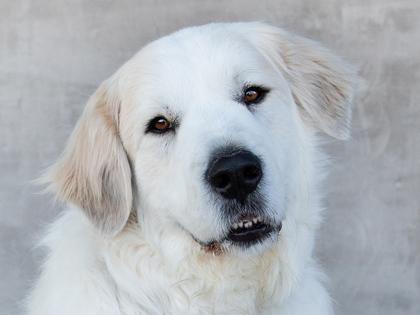 Zelda — thumbnail 2