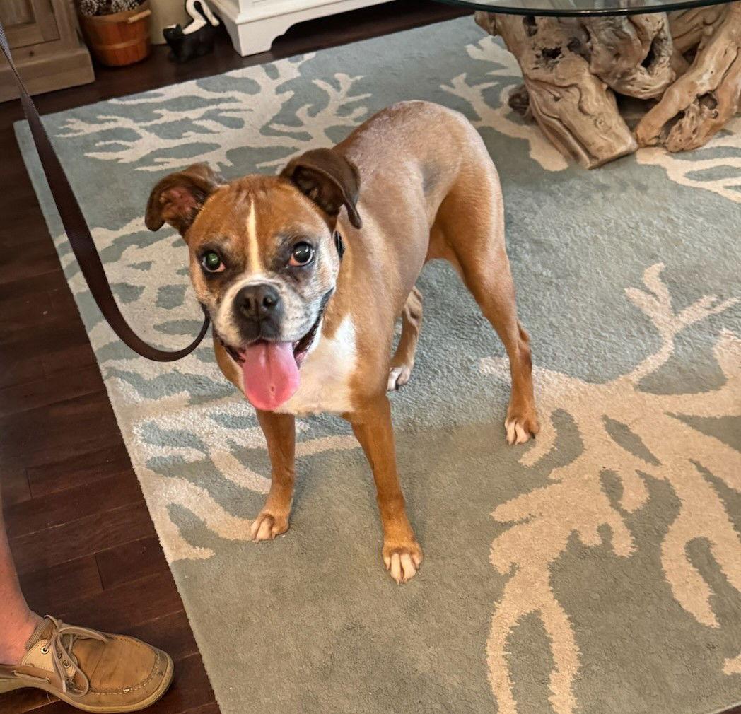 Kova F26-003, Adopted, Senior Female Boxer.