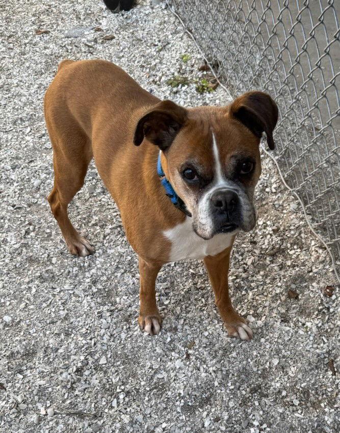 Enlarge Kova F26-003, a Adopted Boxer in Crestview, FL image 2/3