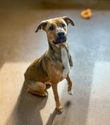 Peaches, ADOPTABLE, Adult Female Mixed Breed.