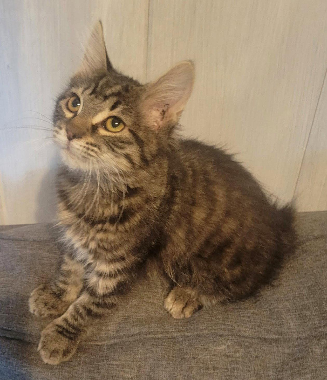 Wolfey and Spice, Adoptable, Kitten Male Domestic Short Hair & Domestic Medium Hair.