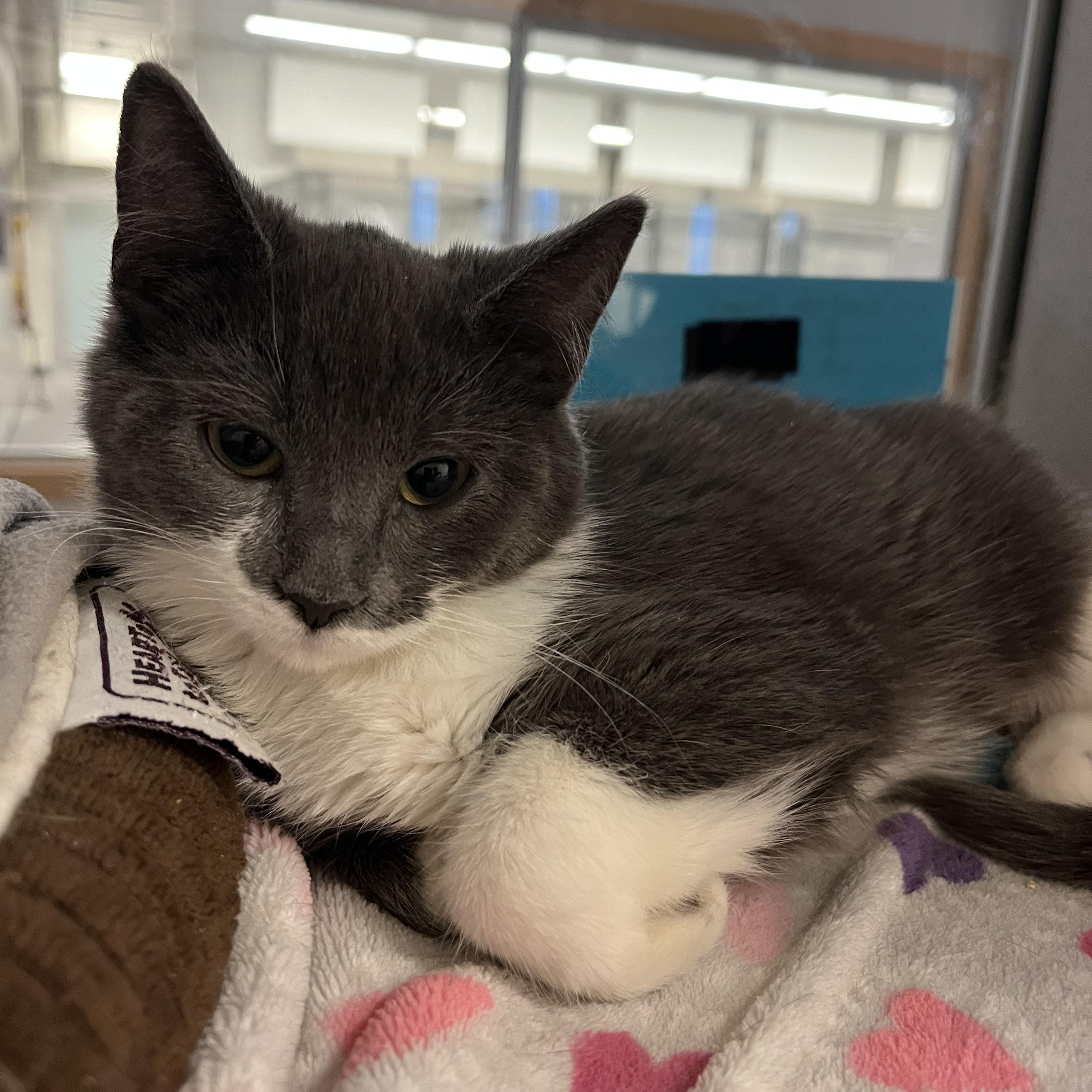 Enlarge Ginny @ PetSmart Near Lindale Mall, an adopted mixed breed in Cedar Rapids, IA image 2/3
