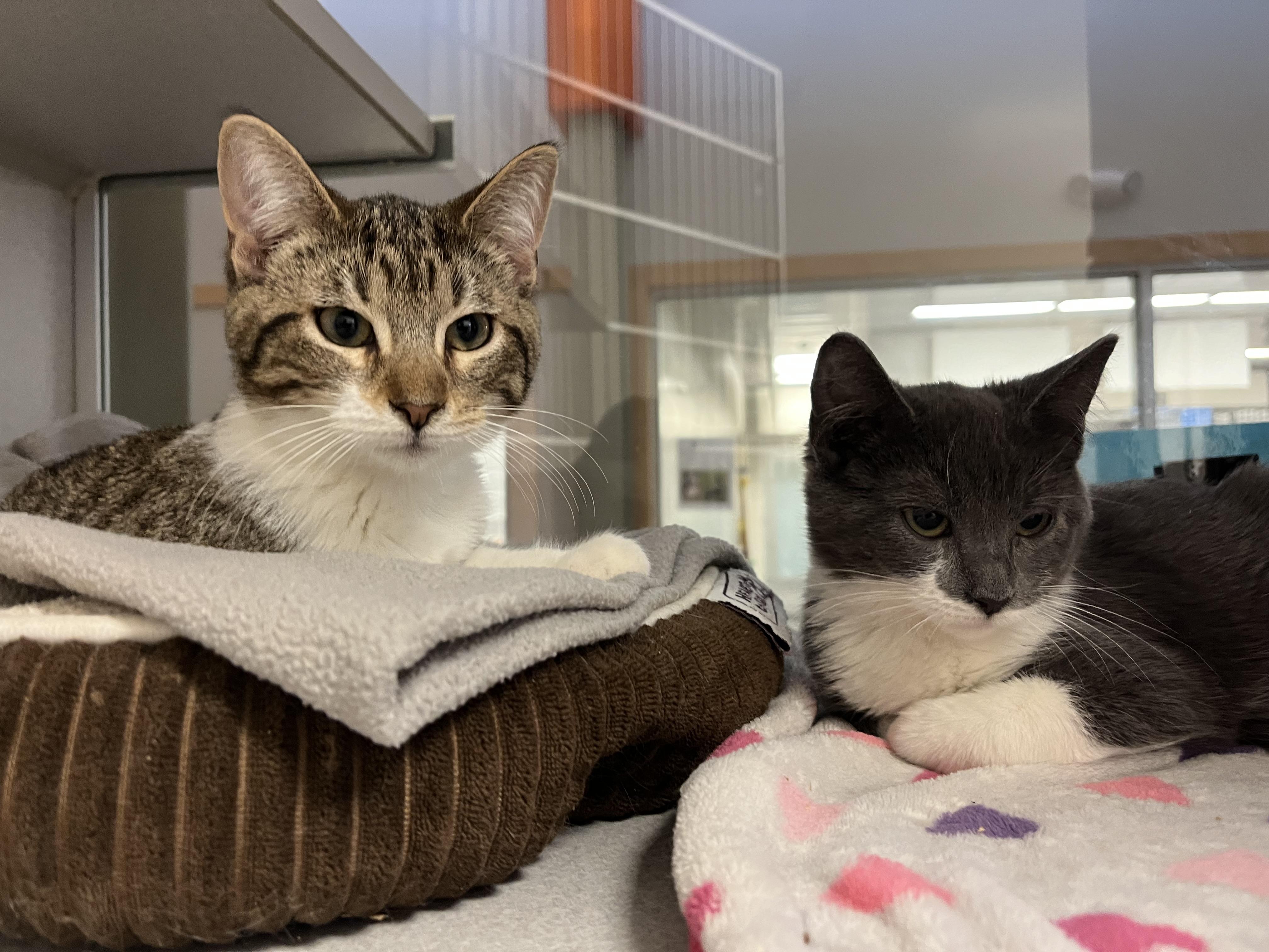 Enlarge Ginny @ PetSmart Near Lindale Mall, an adopted mixed breed in Cedar Rapids, IA image 3/3