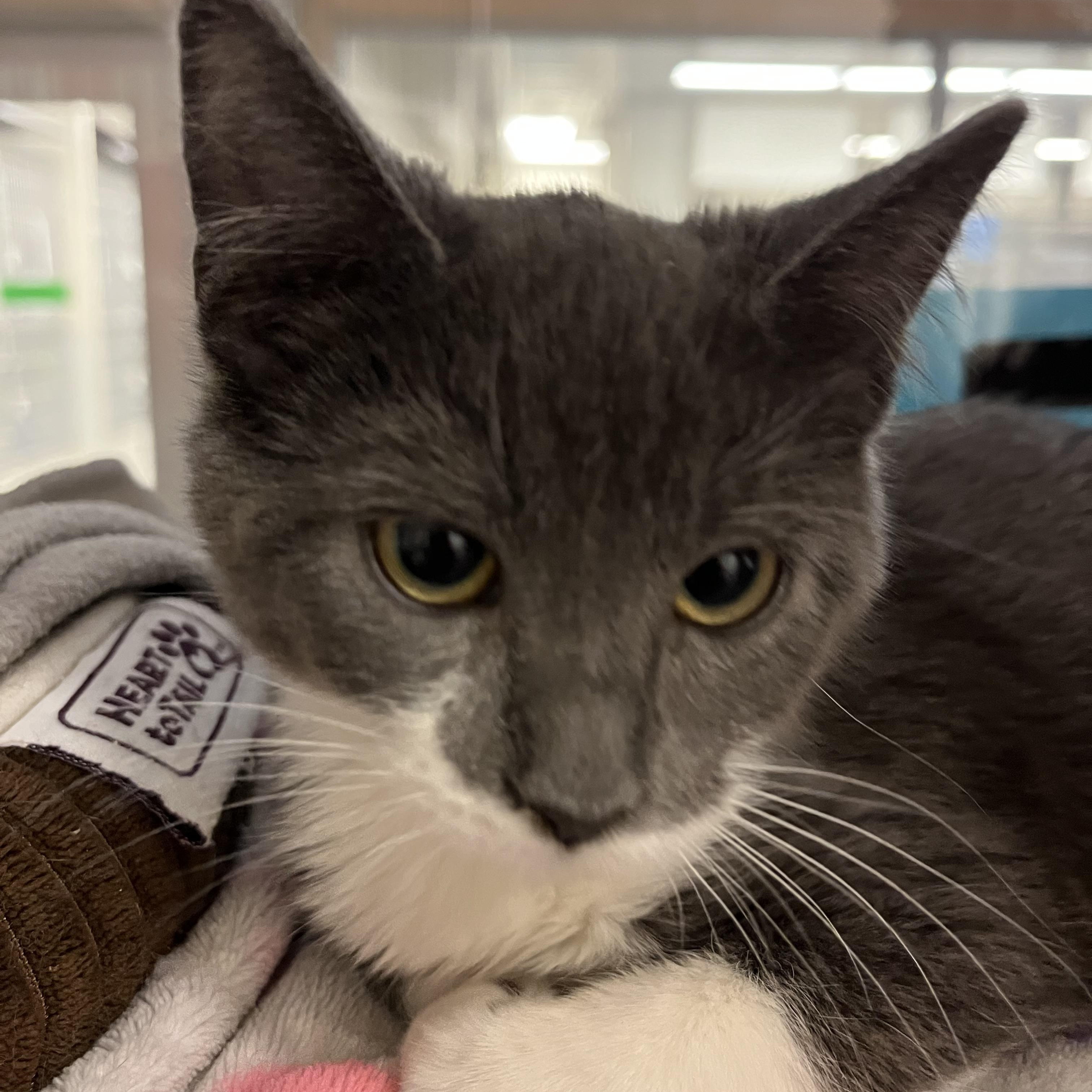 Enlarge Ginny @ PetSmart Near Lindale Mall, an adopted mixed breed in Cedar Rapids, IA image 1/3