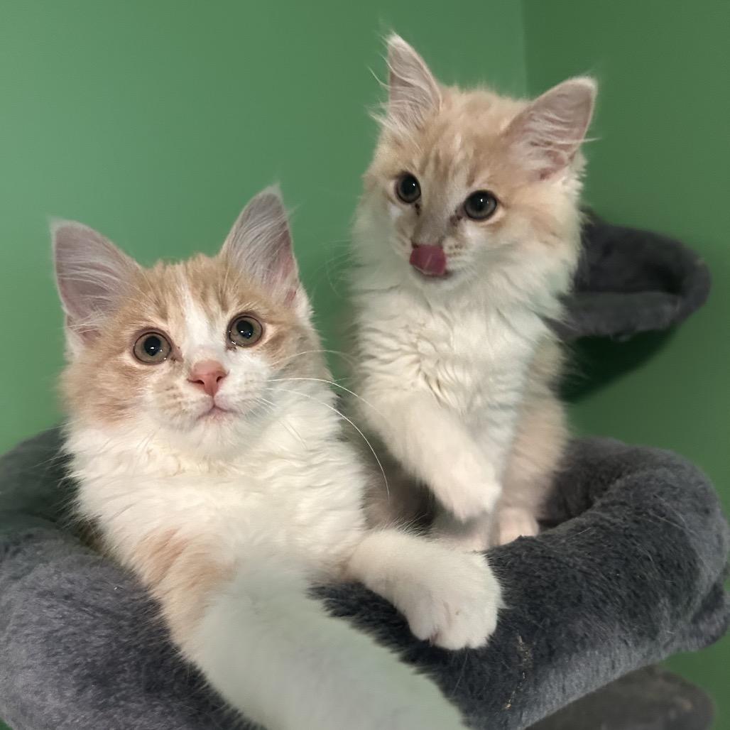 Paxil — thumbnail 2