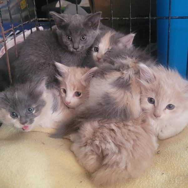 Paxil — thumbnail 3