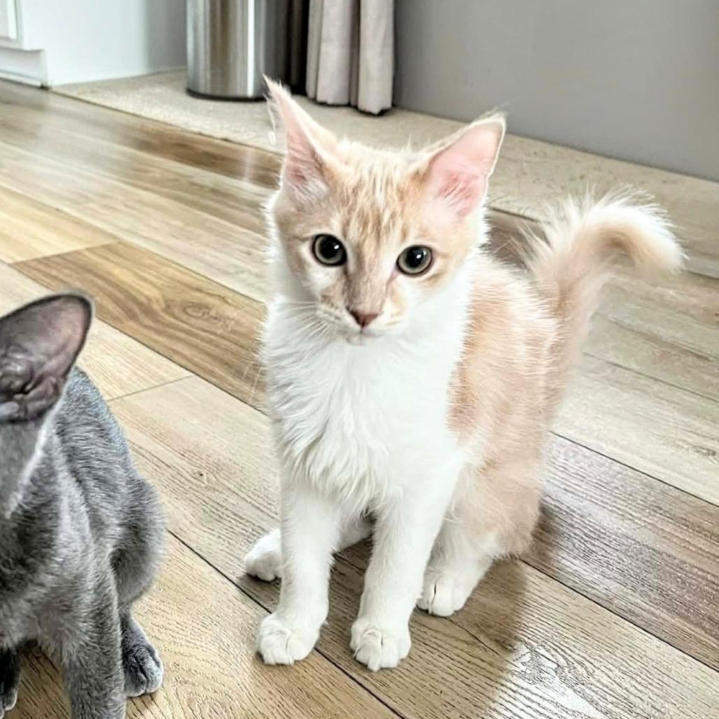 Paxil — thumbnail 4