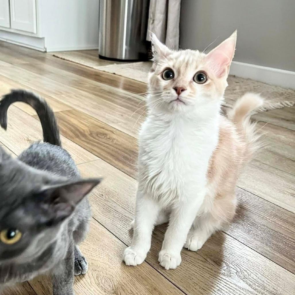 Paxil — thumbnail 5