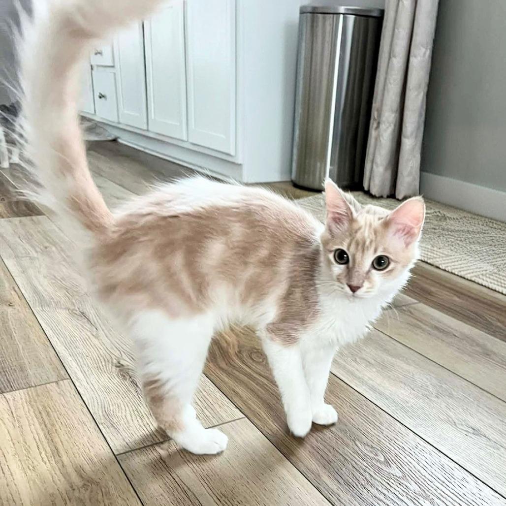 Paxil — thumbnail 6