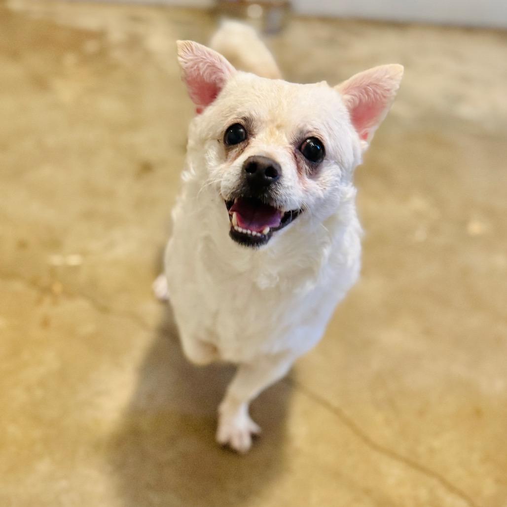 Jethro — thumbnail 4