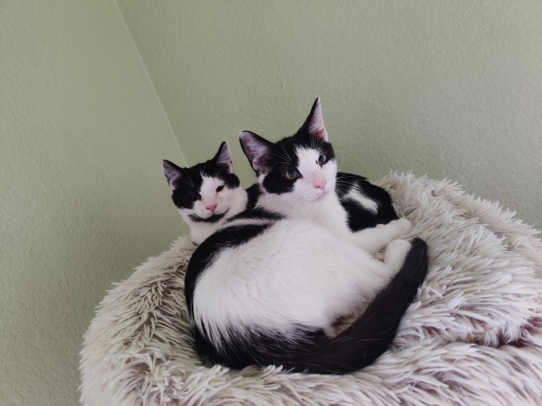 Ollie & Izzie, Adopted, Young Male Domestic Short Hair.