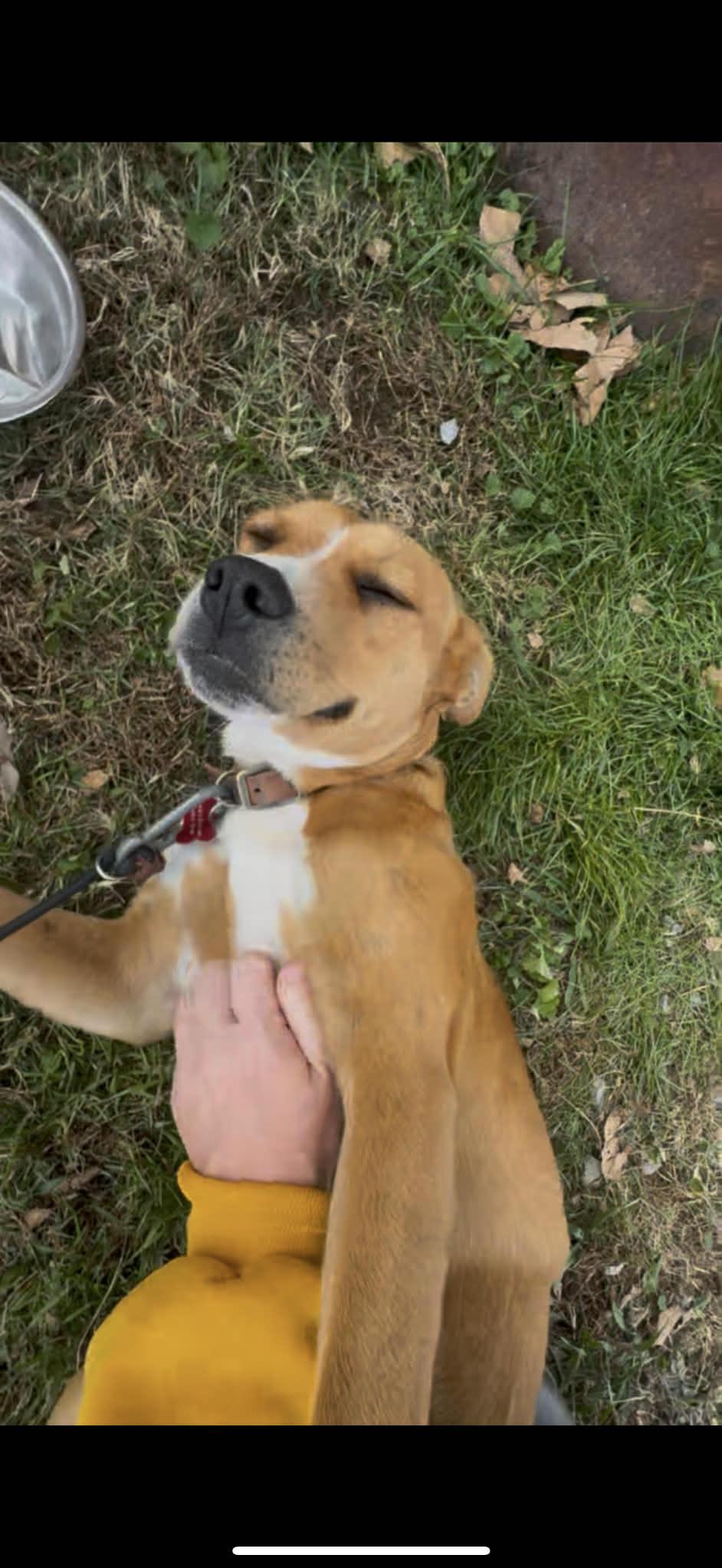 Lottie, ADOPTABLE, Young Female Mixed Breed.