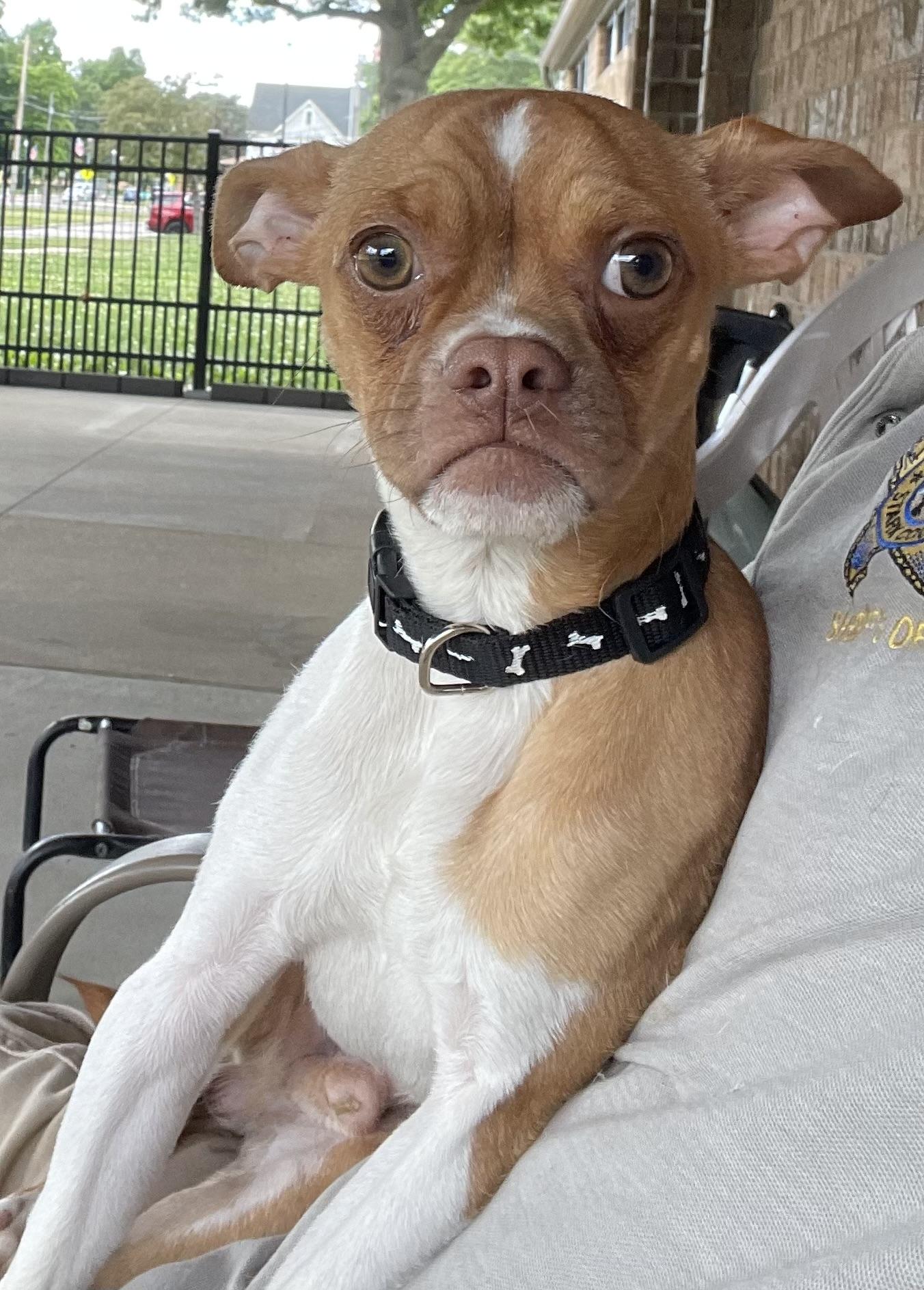 Enlarge Tripp PULLED BY RESCUE, an adopted mixed breed in Canton, OH image 5/5