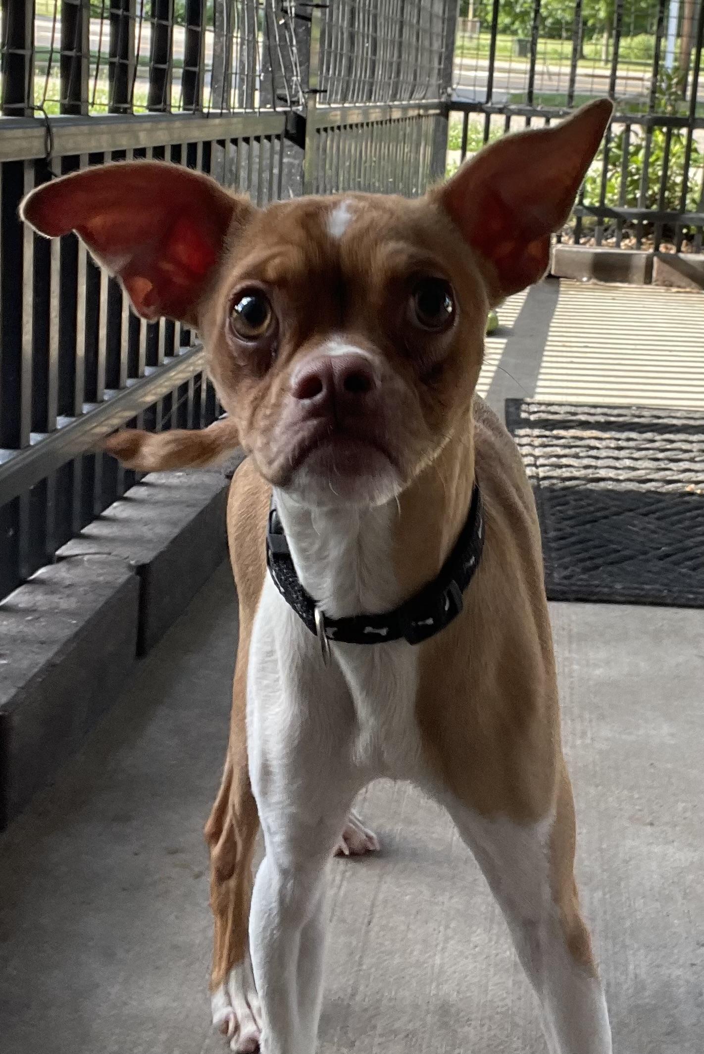 Enlarge Tripp PULLED BY RESCUE, an adopted mixed breed in Canton, OH image 4/5