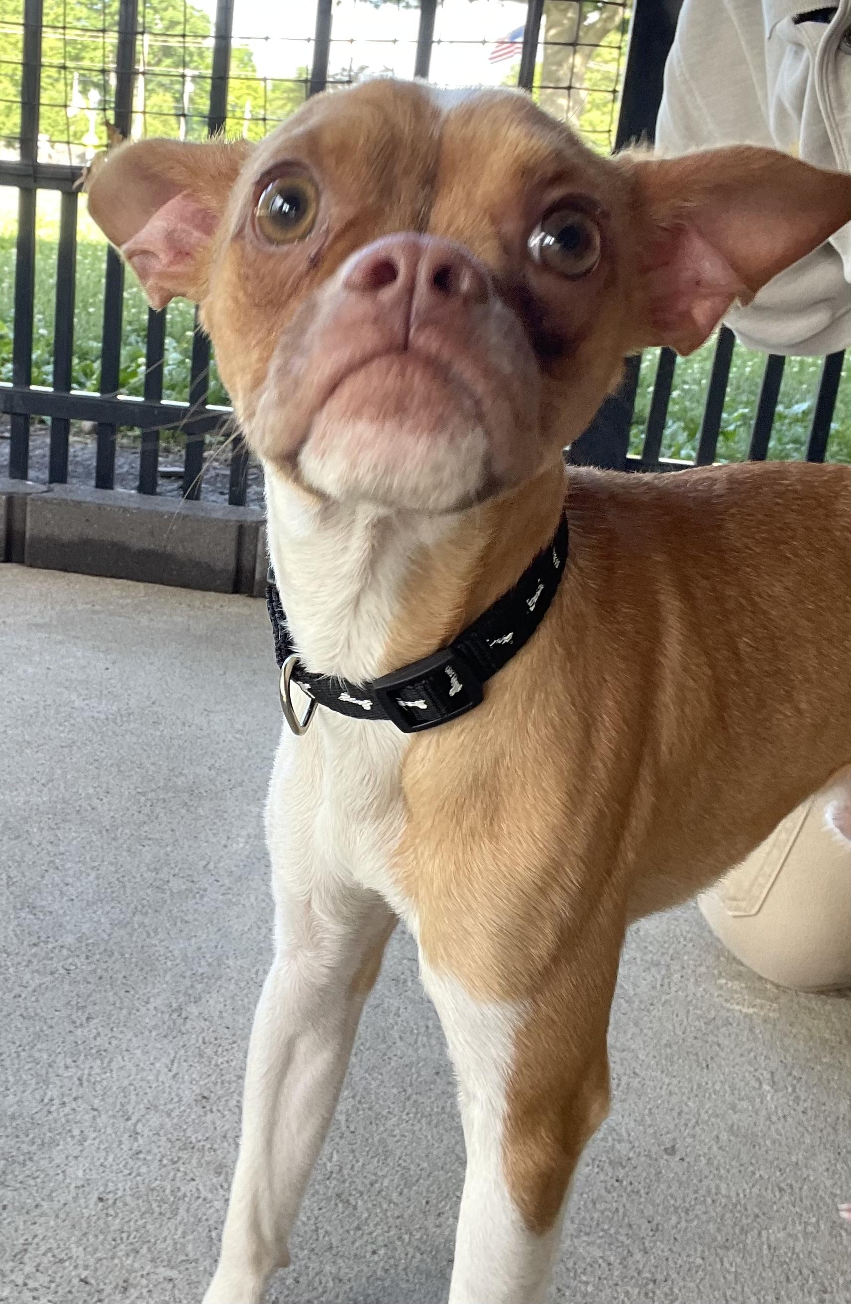 Enlarge Tripp PULLED BY RESCUE, an adopted mixed breed in Canton, OH image 3/5