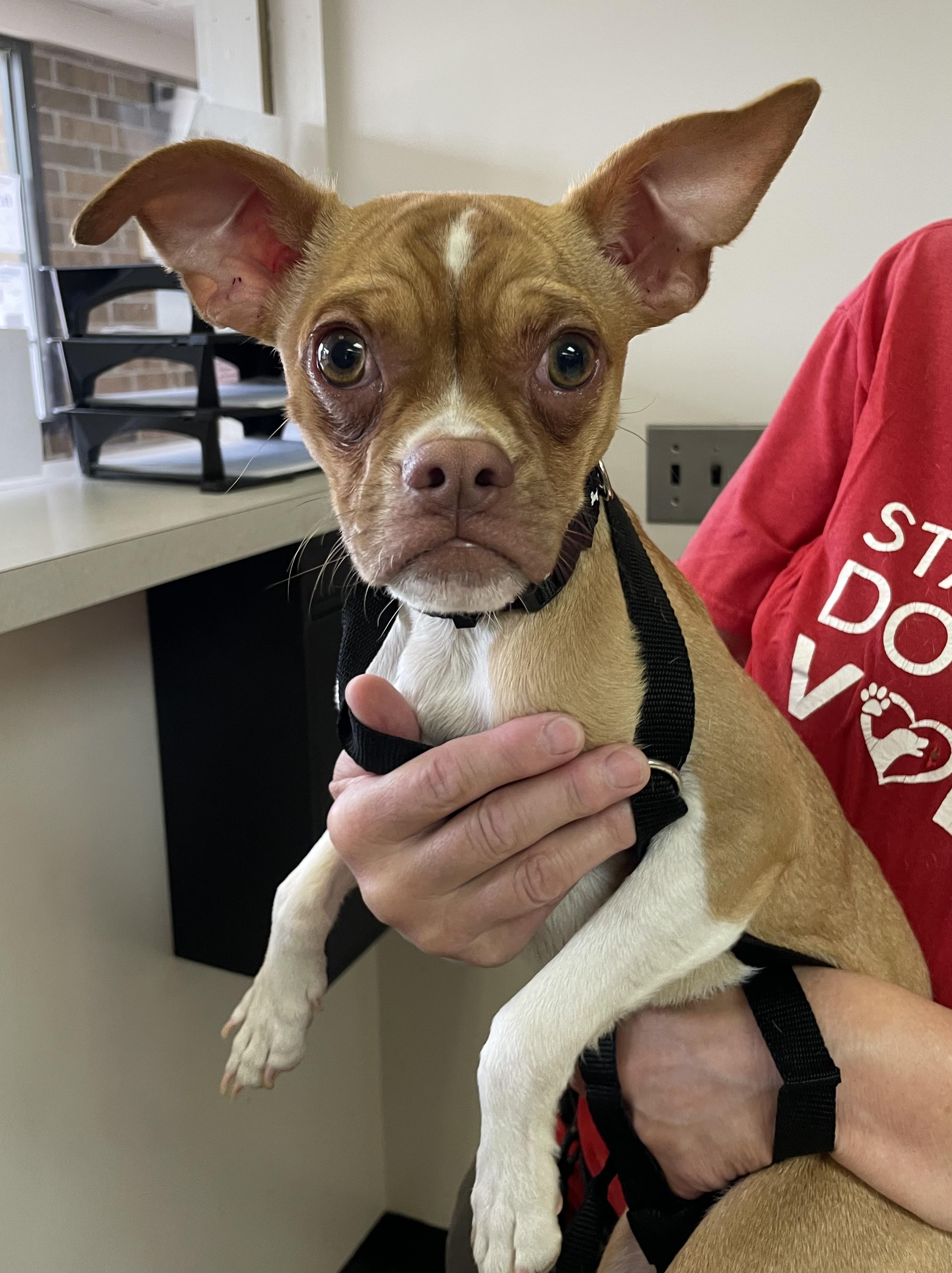 Enlarge Tripp PULLED BY RESCUE, an adopted mixed breed in Canton, OH image 1/5