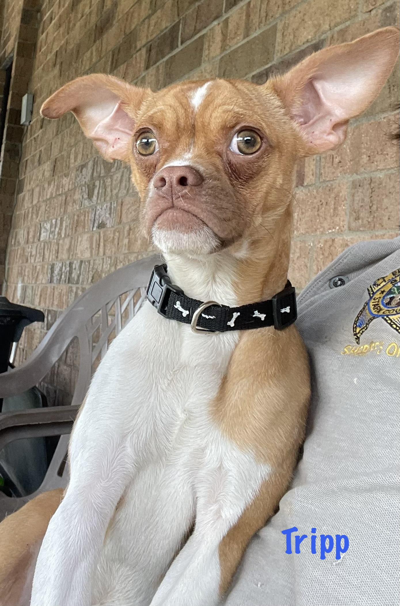 Enlarge Tripp PULLED BY RESCUE, an adopted mixed breed in Canton, OH image 2/5
