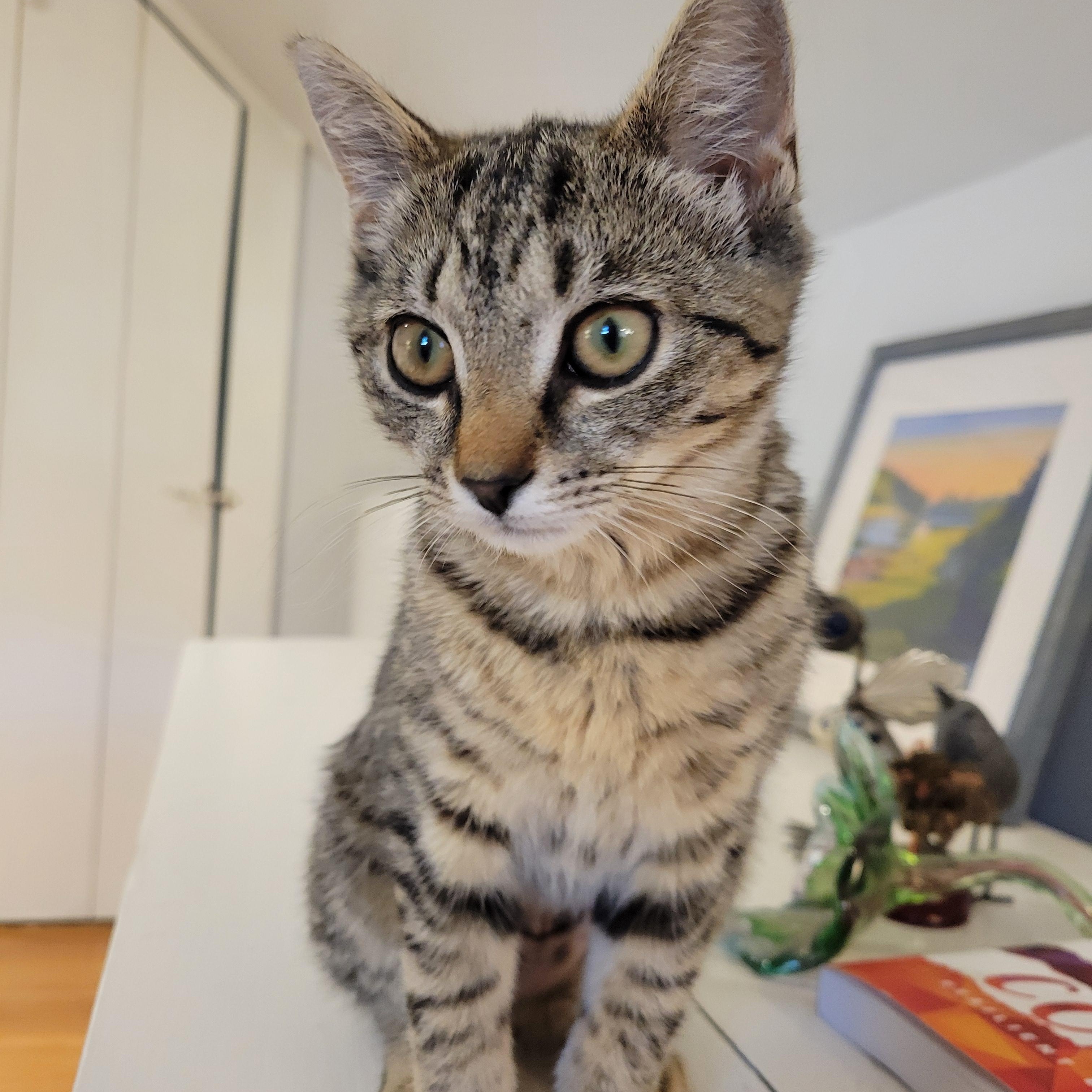 Enlarge Munchkin, an adoptable Tabby in Medford, MA image 2/6