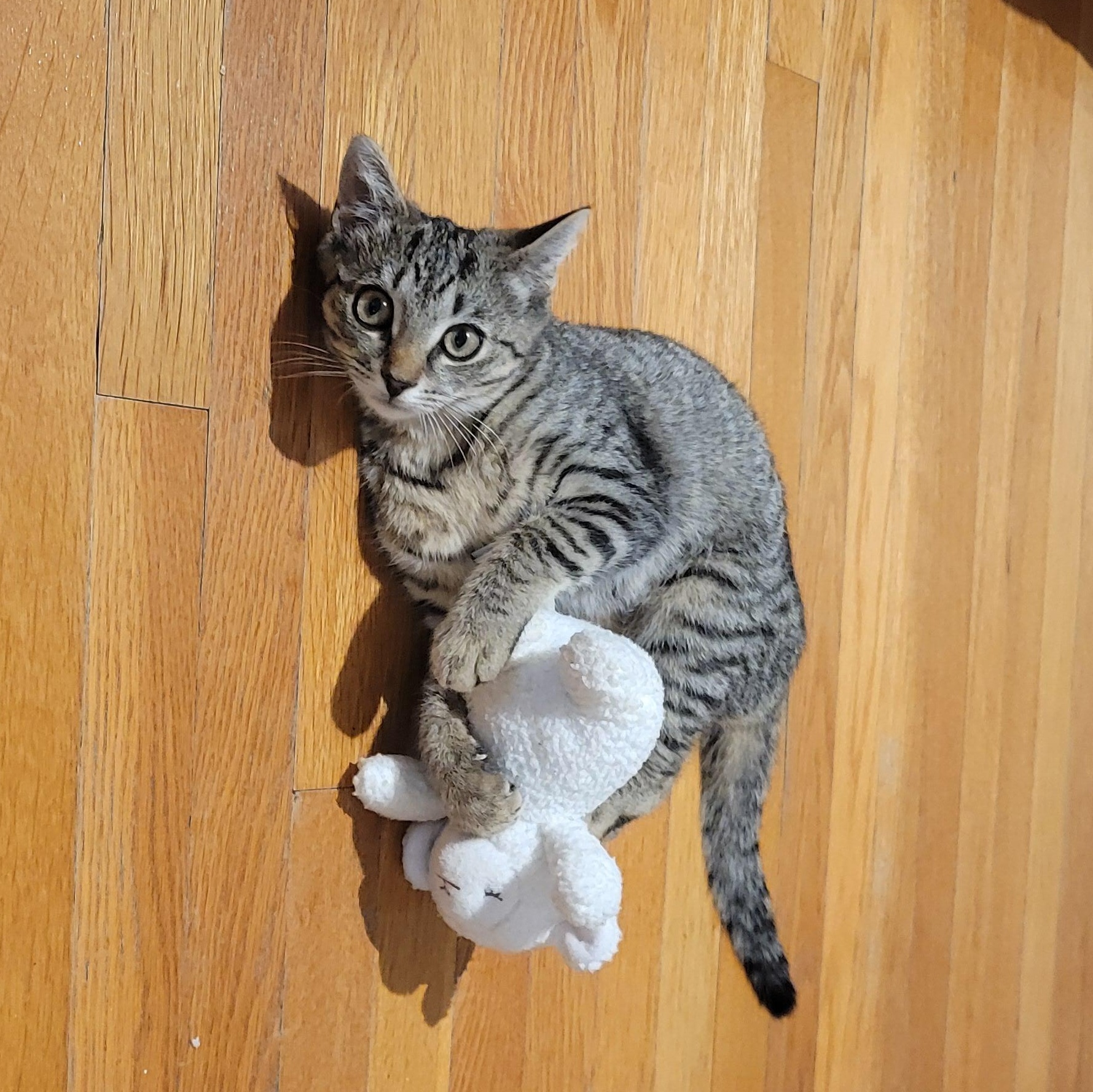 Enlarge Munchkin, an adoptable Tabby in Medford, MA image 5/6