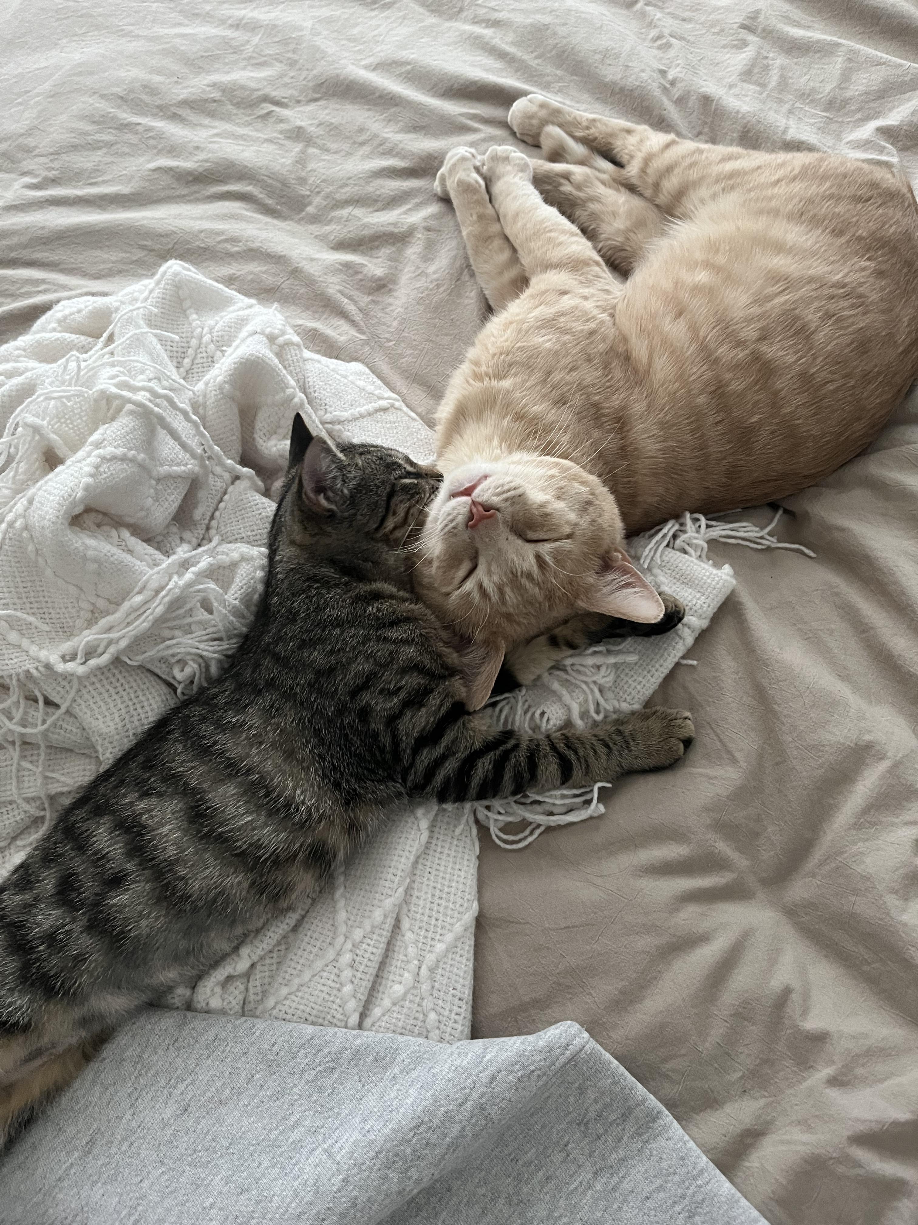 Munchkin, adoptable, Kitten Female Tabby.