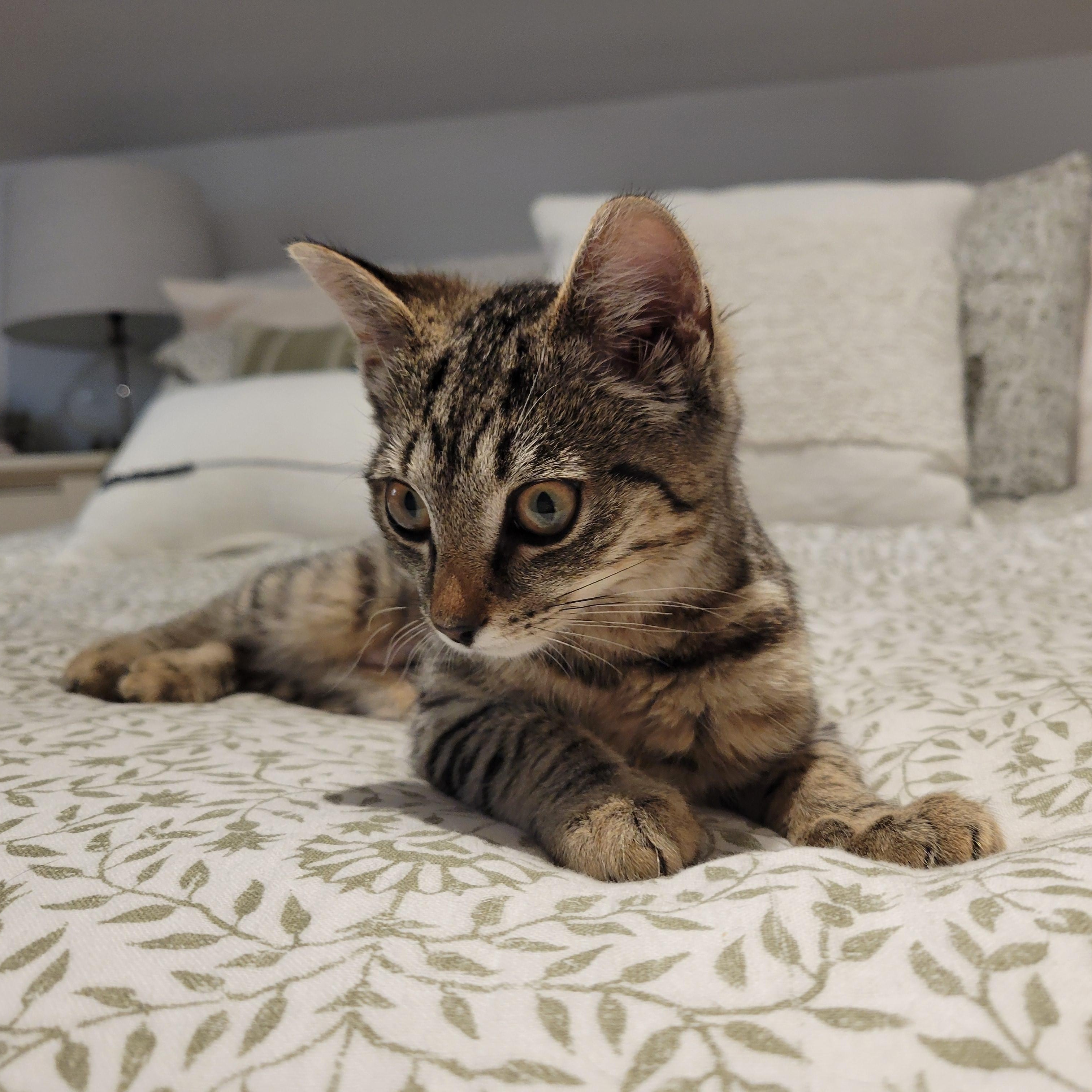 Enlarge Munchkin, an adoptable Tabby in Medford, MA image 4/6