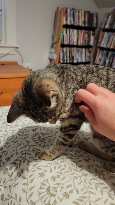 Enlarge Munchkin, an adoptable Tabby in Medford, MA video 6/6