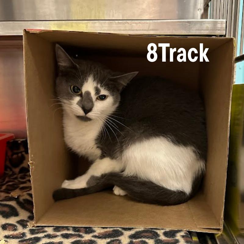 8Track, Adoptable, Adult Female Domestic Short Hair.