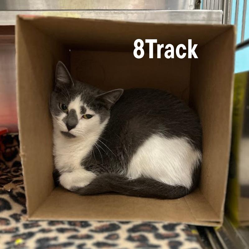 Enlarge 8Track, a Adoptable Domestic Short Hair in Oak Ridge, TN image 2/4