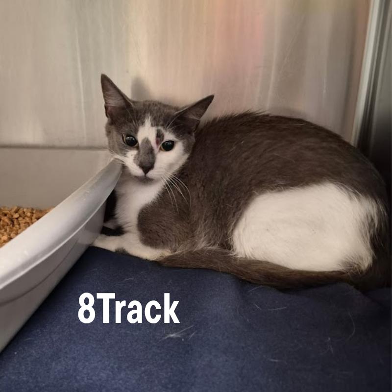 Enlarge 8Track, a Adoptable Domestic Short Hair in Oak Ridge, TN image 3/4