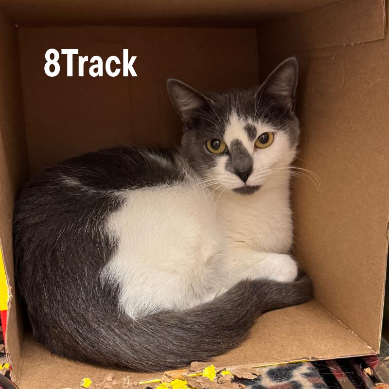 Enlarge 8Track, a Adoptable Domestic Short Hair in Oak Ridge, TN image 4/4