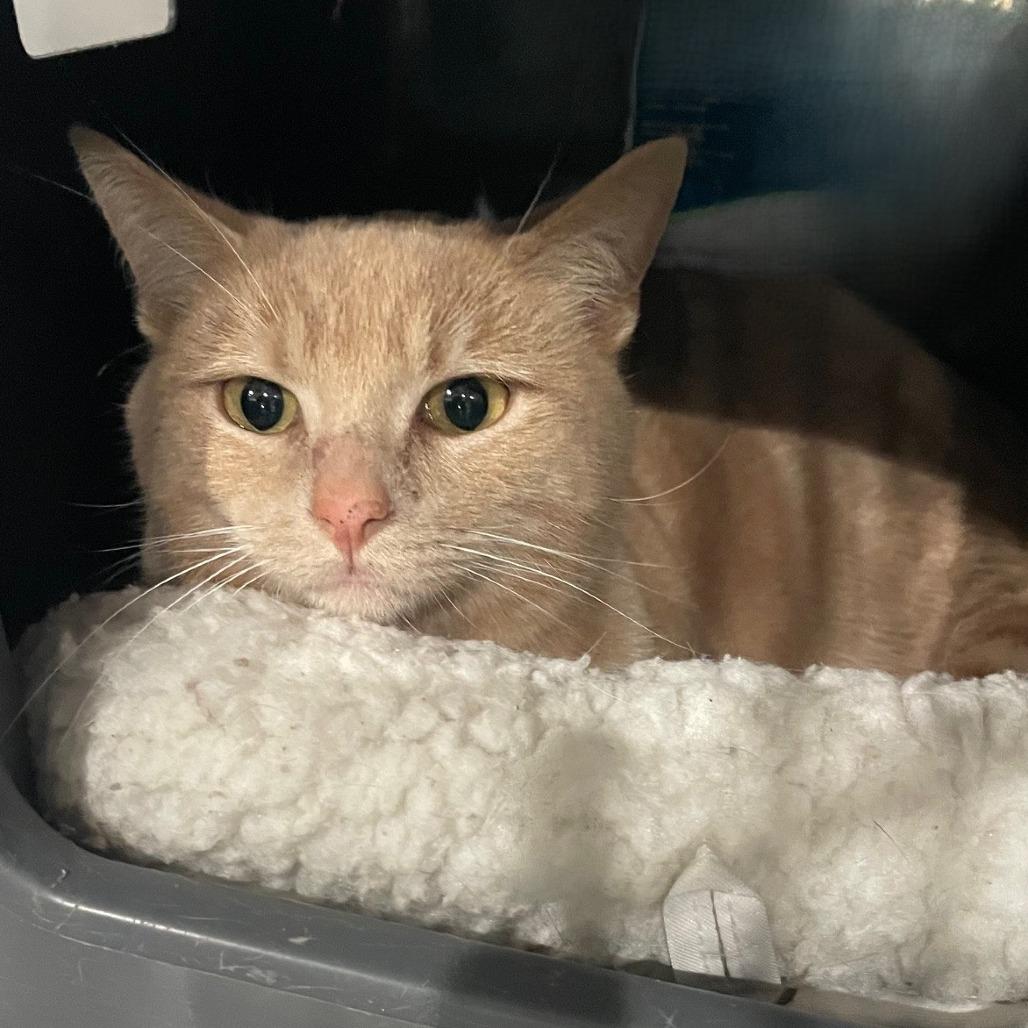 Fred, Adoptable, Young Male Domestic Short Hair.