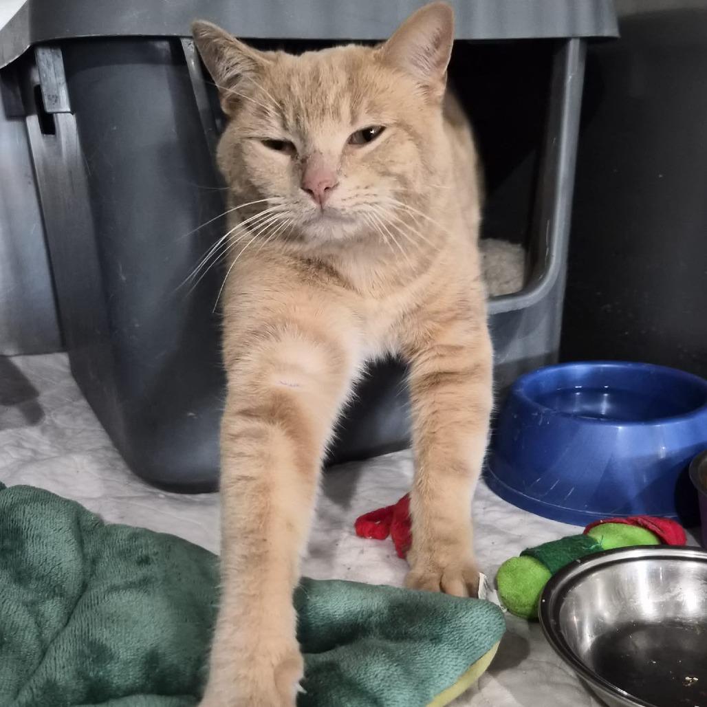 Fred, a Adoptable Domestic Short Hair in Prescott, AZ image 3/5