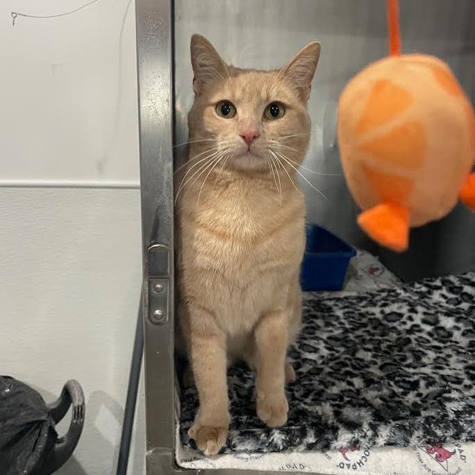 Fred, a Adoptable Domestic Short Hair in Prescott, AZ image 5/5