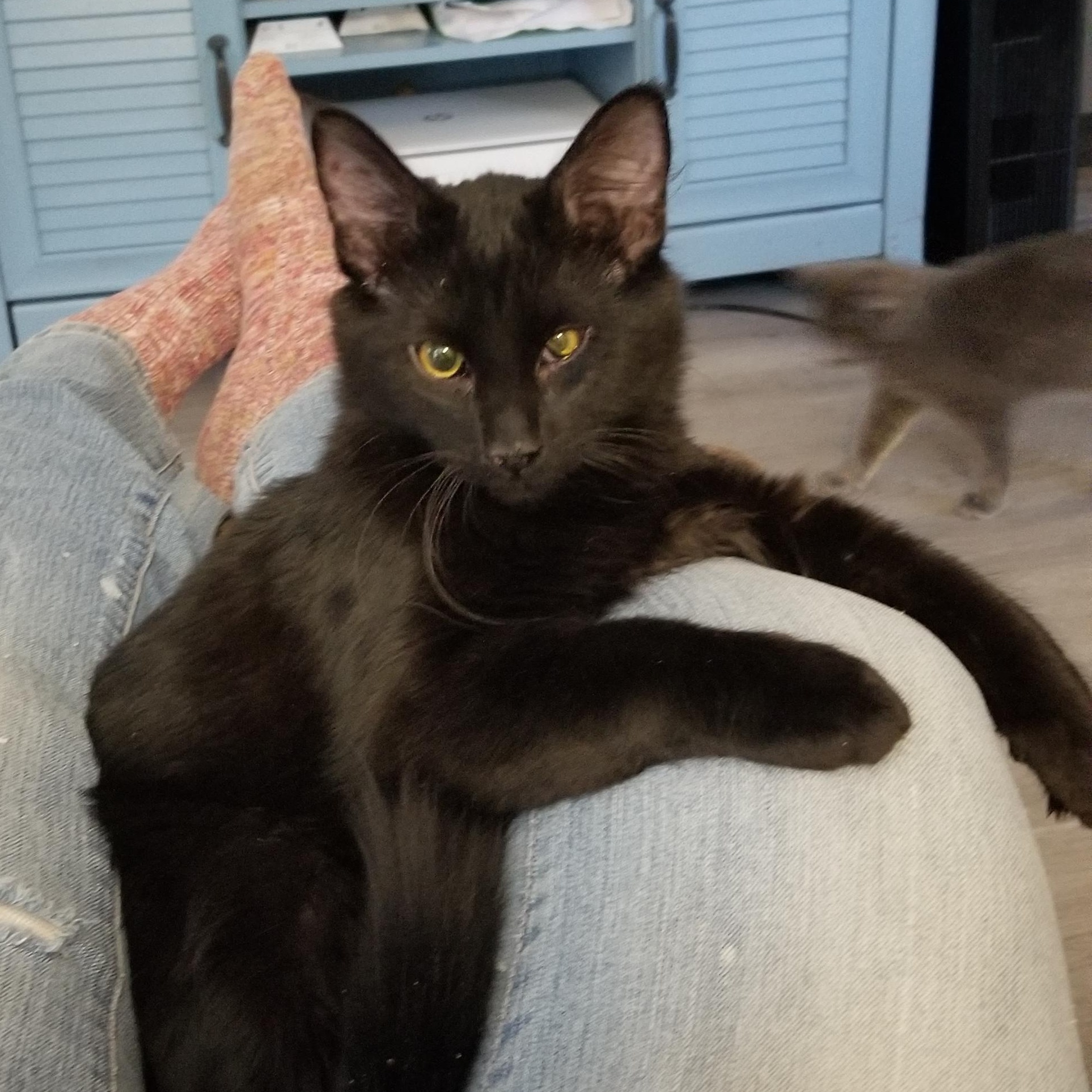 PEPPER, a Adoptable mixed breed in Cedaredge, CO image 1/5