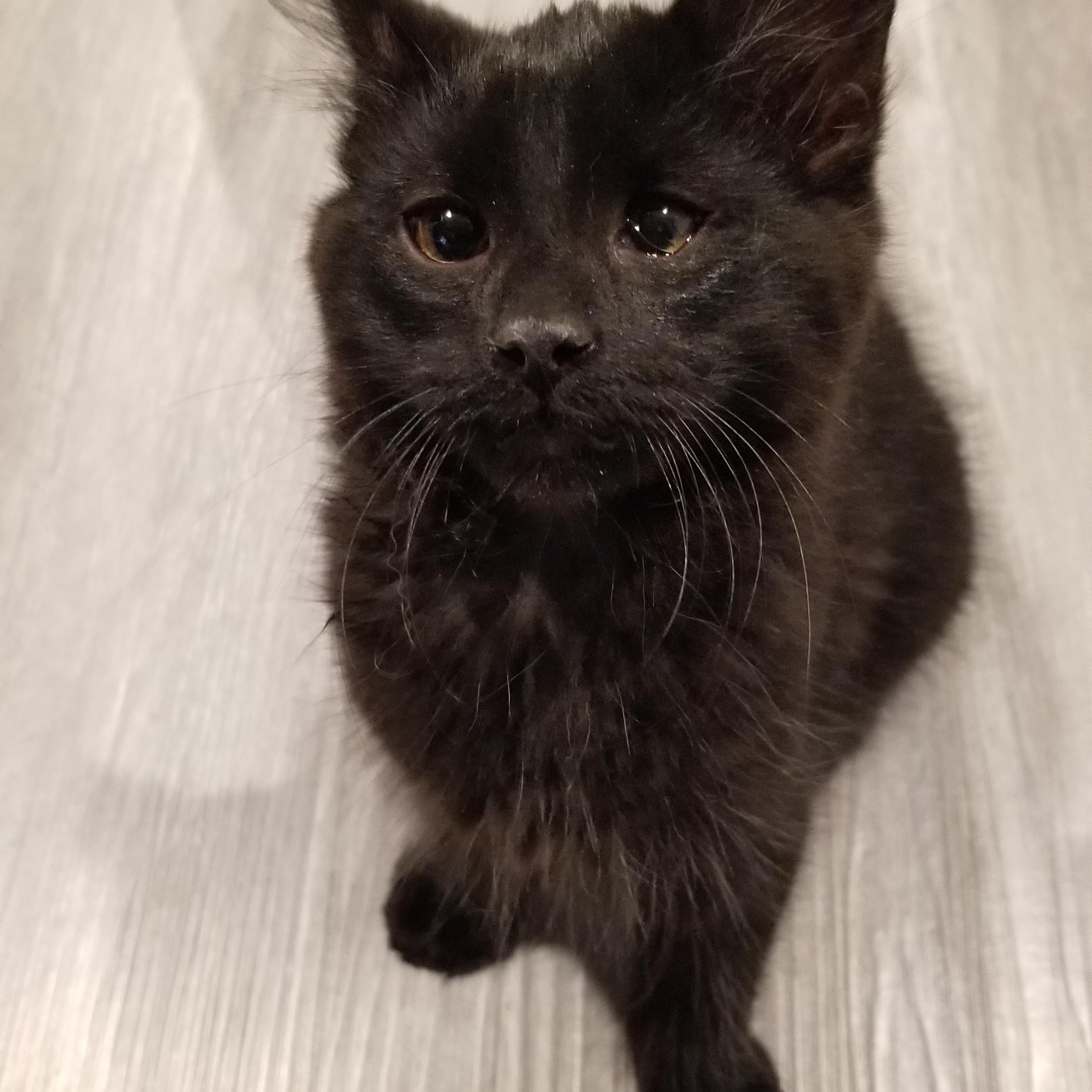 PEPPER, a Adoptable mixed breed in Cedaredge, CO image 3/5