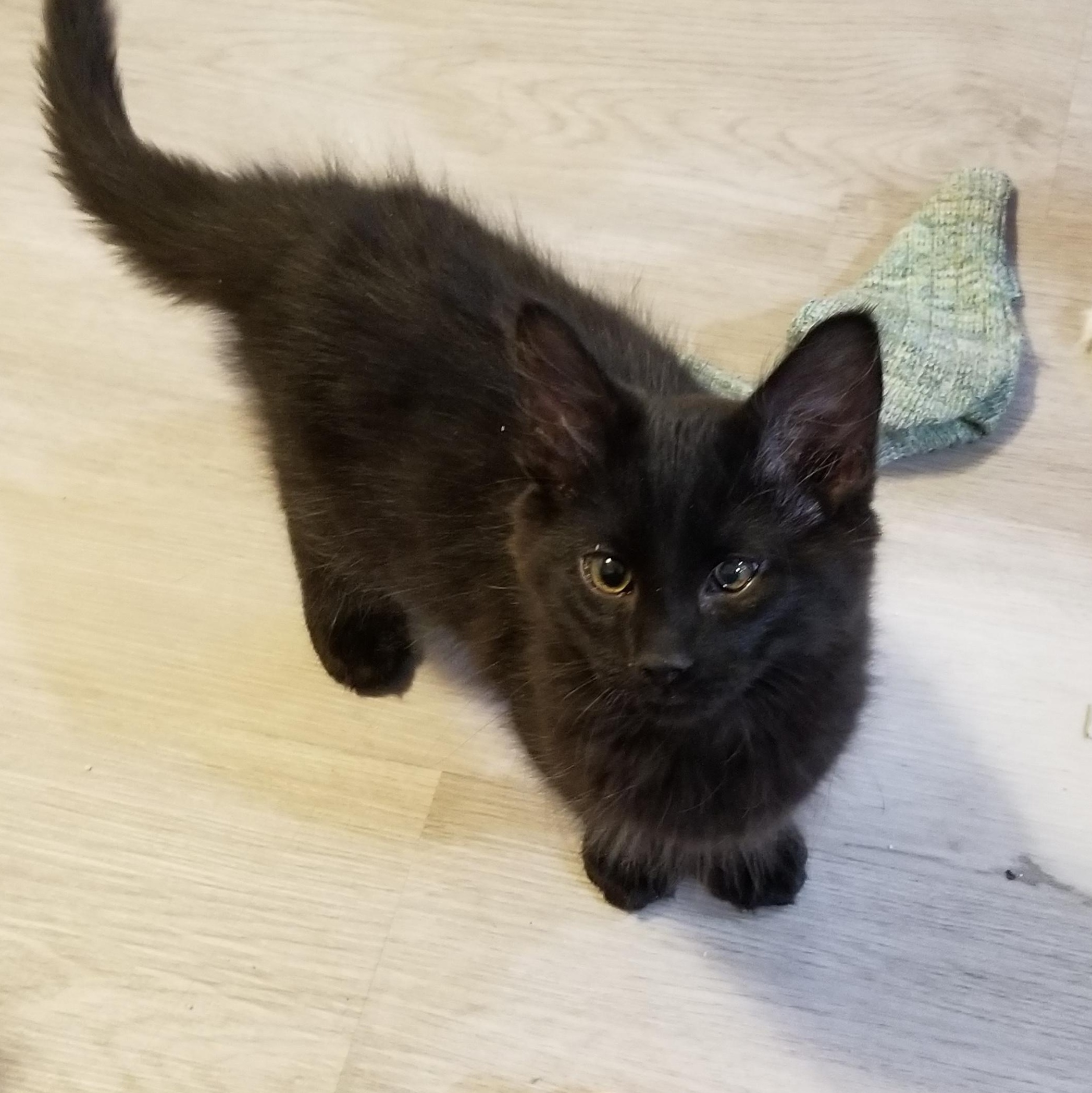 PEPPER, a Adoptable mixed breed in Cedaredge, CO image 2/5