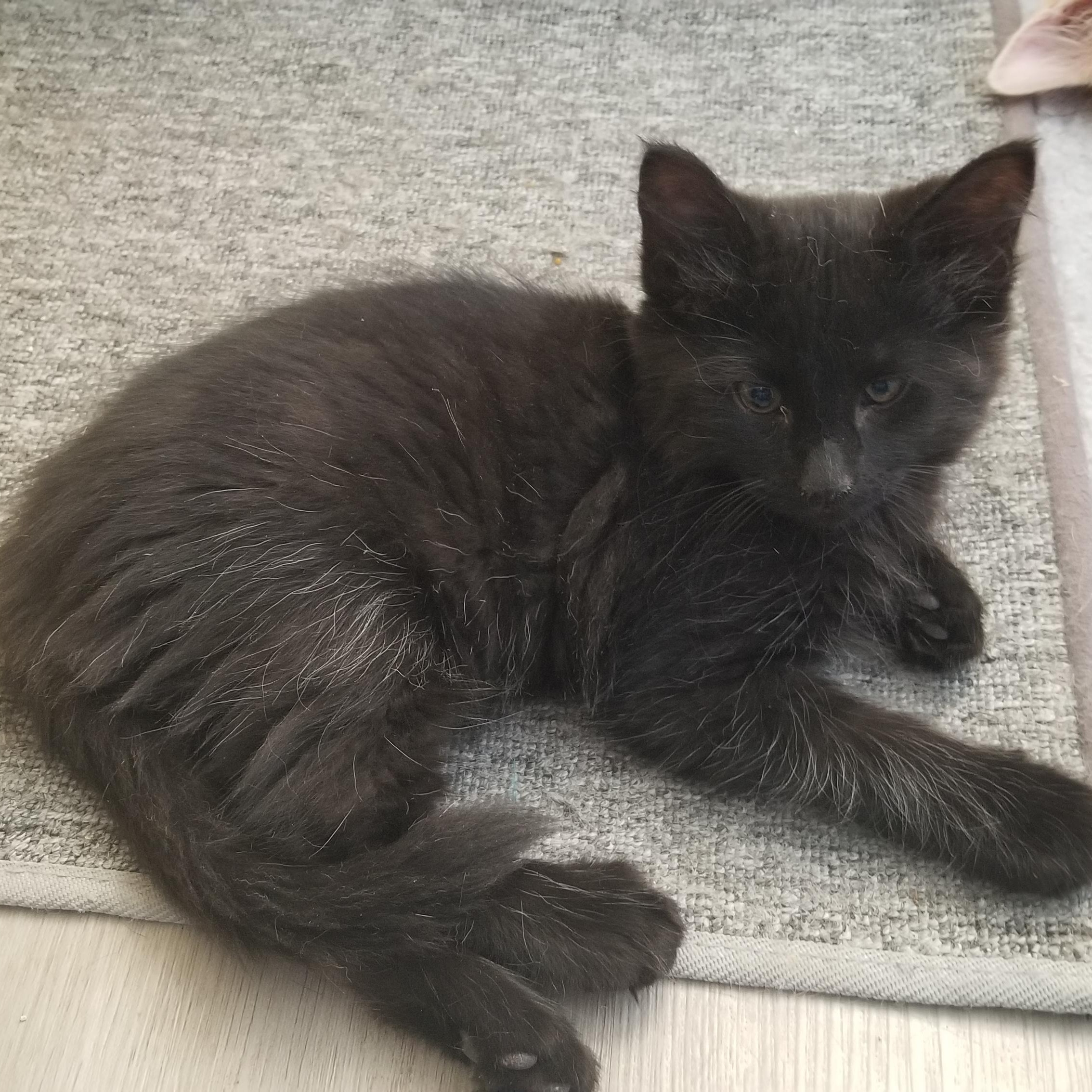 PEPPER, a Adoptable mixed breed in Cedaredge, CO image 5/5