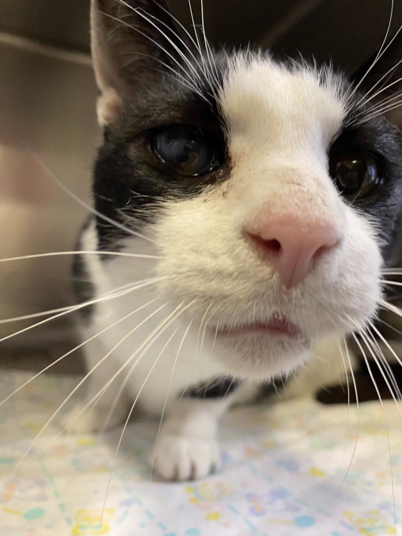 Enlarge Darius, a Adoptable Domestic Short Hair in Cortland, NY image 1/6