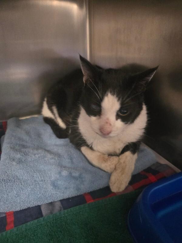 Darius, Adoptable, Adult Male Domestic Short Hair.