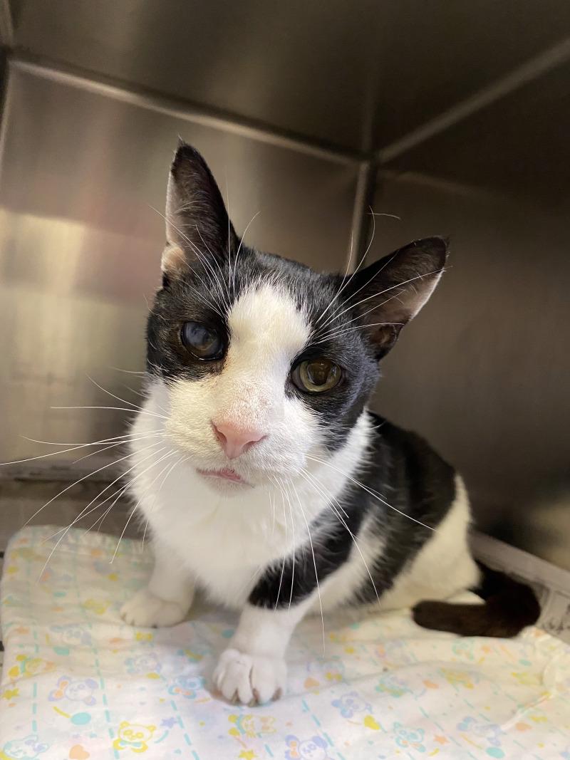 Enlarge Darius, a Adoptable Domestic Short Hair in Cortland, NY image 2/6