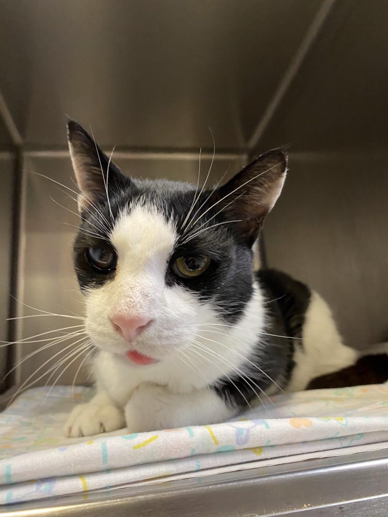 Enlarge Darius, a Adoptable Domestic Short Hair in Cortland, NY image 3/6