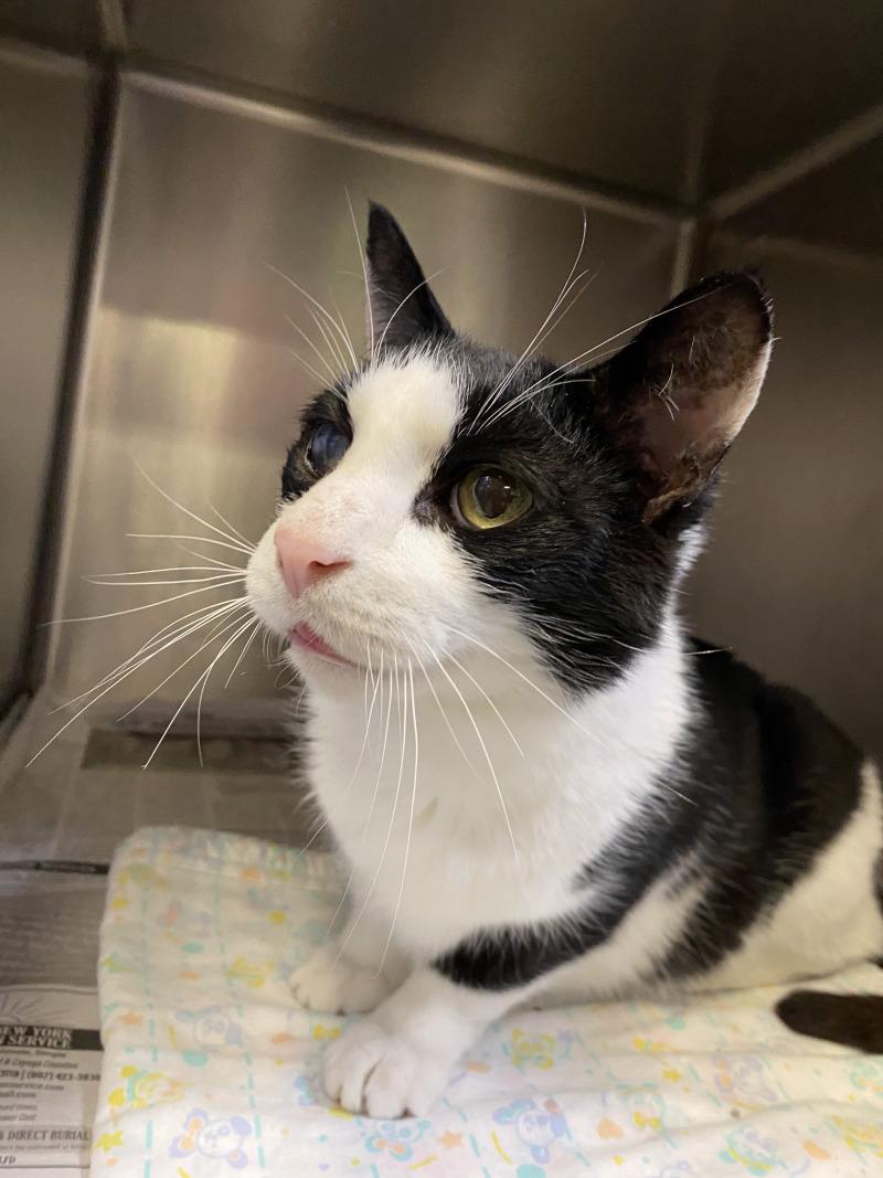 Enlarge Darius, a Adoptable Domestic Short Hair in Cortland, NY image 4/6