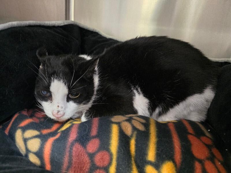 Enlarge Darius, a Adoptable Domestic Short Hair in Cortland, NY image 2/3