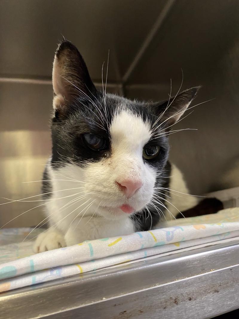 Enlarge Darius, a Adoptable Domestic Short Hair in Cortland, NY image 5/6